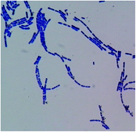 Graphical abstract: B. amyloliquefaciens TCCC 11319, a new Cr(iii)-tolerant bacterium for chromium-tanned leather shaving disposal