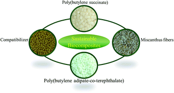 Graphical abstract: Biocomposite consisting of miscanthus fiber and biodegradable binary blend matrix: compatibilization and performance evaluation