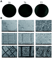 Graphical abstract: Micro-patterned titanium coatings with a grid-like structure doped with vancomycin against bacteria and affecting osteogenic differentiation