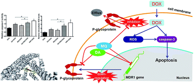 Graphical abstract: A stronger reversal effect of the combination of dasatinib and menadione on P-gp-mediated multidrug resistance in human leukemia K562/Adr cell line