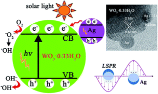 Graphical abstract: Ultrathin Ag nanoparticles anchored on urchin-like WO3·0.33H2O for enhanced photocatalytic performance