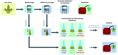 Graphical abstract: Conversion of corn stover alkaline pre-treatment waste streams into biodiesel via Rhodococci