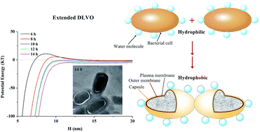 Graphical abstract: Effect of surface physicochemical properties on the flocculation behavior of Bacillus licheniformis