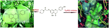 Graphical abstract: C-7 modified flavonoids as novel tyrosyl-tRNA synthetase inhibitors