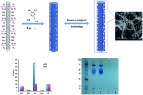 Graphical abstract: Preparation and characterization of surface molecularly imprinted films coated on multiwall carbon nanotubes for recognition and separation of lysozyme with high binding capacity and selectivity