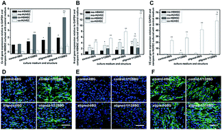 Graphical abstract: Combined biomaterial signals stimulate communications between bone marrow stromal cell and endothelial cell