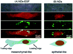 Graphical abstract: Nanodiamonds as Raman probes for specifically targeted bioimaging: visualization and mechanism study of the biorecognition between nanodiamonds-EGF and EGFR