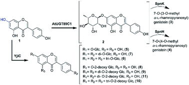 Graphical abstract: Biosynthesis of natural and non-natural genistein glycosides