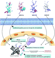 Graphical abstract: Restriction of telomerase capping by short non-toxic peptides via arresting telomeric G-quadruplex