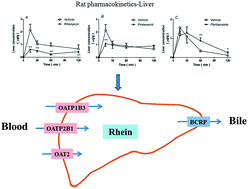 Graphical abstract: Identification of drug transporters involved in the uptake and efflux of rhein in hepatocytes