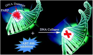 Graphical abstract: Novel poly(ADP-ribose) polymerase inhibitor veliparib: biophysical studies on its binding to calf thymus DNA