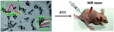 Graphical abstract: Polypyrrole-modified CuS nanoprisms for efficient near-infrared photothermal therapy