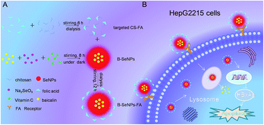 Graphical abstract: Targeting selenium nanoparticles combined with baicalin to treat HBV-infected liver cancer