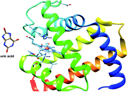 Graphical abstract: Proton-coupled electron transfer promotes the reduction of ferrylmyoglobin by uric acid under physiological conditions