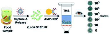 Graphical abstract: An antimicrobial peptide-based colorimetric bioassay for rapid and sensitive detection of E. coli O157:H7