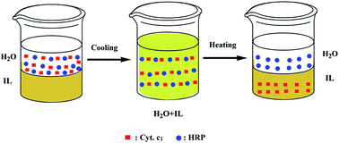 Graphical abstract: Homogeneous capture and heterogeneous separation of proteins by PEG-functionalized ionic liquid–water systems