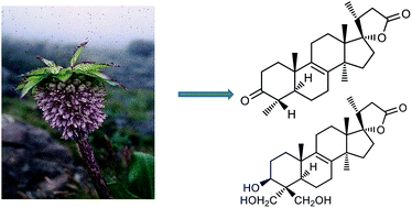 Graphical abstract: Novel triterpenoid derivatives from Eucomis bicolor Bak. (Hyacinthaceae: Hyacinthoideae)