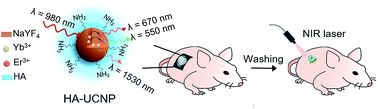 Graphical abstract: Hyaluronate modified upconversion nanoparticles for near infrared light-triggered on–off tattoo systems