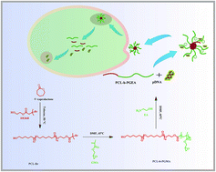 Graphical abstract: An amphiphilic non-viral gene vector prepared by a combination of enzymatic atom transfer radical polymerization and enzymatic ring-opening polymerization
