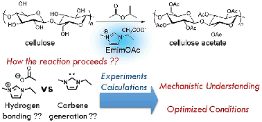 Graphical abstract: A mechanistic insight into the organocatalytic properties of imidazolium-based ionic liquids and a positive co-solvent effect on cellulose modification reactions in an ionic liquid