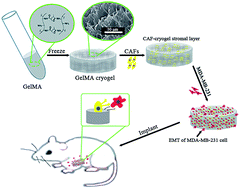 Graphical abstract: A simple 3D cryogel co-culture system used to study the role of CAFs in EMT of MDA-MB-231 cells