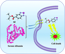 Graphical abstract: Enhancement of cell uptake and antitumor activity of selenadiazole derivatives through interaction and delivery by serum albumin