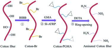 Graphical abstract: Visible sequestration of Cu2+ ions using amino-functionalized cotton fiber