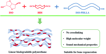 Graphical abstract: Incorporating isosorbide as the chain extender improves mechanical properties of linear biodegradable polyurethanes as potential bone regeneration materials