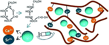 Graphical abstract: Preparation of in situ forming and injectable alginate/mesoporous Sr-containing calcium silicate composite cement for bone repair