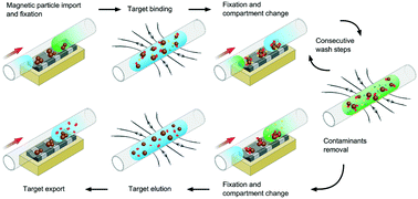 Graphical abstract: An automated and compartmented fluidic reactor device for multi-step sample-to-answer processes using magnetic particles