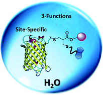 Graphical abstract: Water-soluble allyl sulfones for dual site-specific labelling of proteins and cyclic peptides