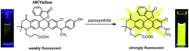 Graphical abstract: A rationally designed rhodamine-based fluorescent probe for molecular imaging of peroxynitrite in live cells and tissues