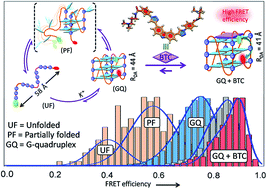 Graphical abstract: Small molecule regulated dynamic structural changes of human G-quadruplexes