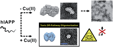 Graphical abstract: Structure and assembly mechanisms of toxic human islet amyloid polypeptide oligomers associated with copper