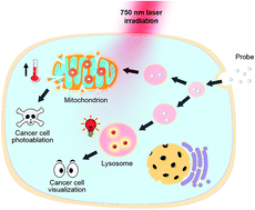 Graphical abstract: Selective imaging and cancer cell death via pH switchable near-infrared fluorescence and photothermal effects