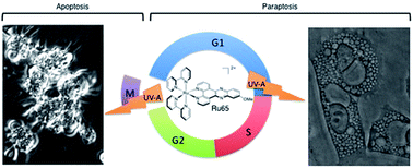 Graphical abstract: Dual mode of cell death upon the photo-irradiation of a RuII polypyridyl complex in interphase or mitosis