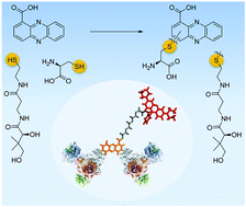 Graphical abstract: A widespread bacterial phenazine forms S-conjugates with biogenic thiols and crosslinks proteins