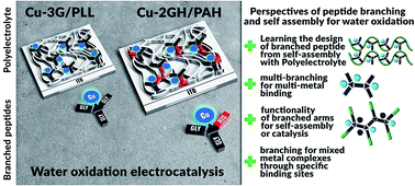 Graphical abstract: Self-assembled, nanostructured coatings for water oxidation by alternating deposition of Cu-branched peptide electrocatalysts and polyelectrolytes