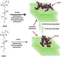 Graphical abstract: Isosteric substitution in cationic-amphiphilic polymers reveals an important role for hydrogen bonding in bacterial membrane interactions