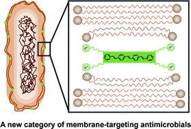 Graphical abstract: Influence of molecular structure on the antimicrobial function of phenylenevinylene conjugated oligoelectrolytes