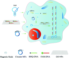 Graphical abstract: Self-assembly of nucleic acid molecular aggregates catalyzed by a triple-helix probe for miRNA detection and single cell imaging