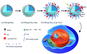 Graphical abstract: A nuclear targeted dual-photosensitizer for drug-resistant cancer therapy with NIR activated multiple ROS