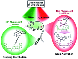 Graphical abstract: Dual-channel NIR activatable theranostic prodrug for in vivo spatiotemporal tracking thiol-triggered chemotherapy
