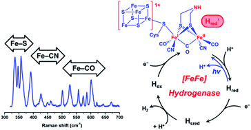 Graphical abstract: Vibrational spectroscopy reveals the initial steps of biological hydrogen evolution