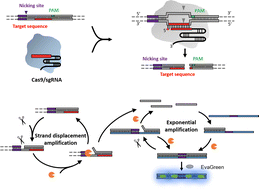 Graphical abstract: Cas9 cleavage assay for pre-screening of sgRNAs using nicking triggered isothermal amplification