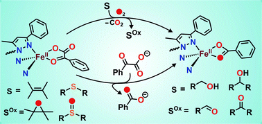 Graphical abstract: Aerobic alcohol oxidation and oxygen atom transfer reactions catalyzed by a nonheme iron(ii)–α-keto acid complex