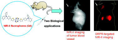 Graphical abstract: Novel benzo-bis(1,2,5-thiadiazole) fluorophores for in vivo NIR-II imaging of cancer
