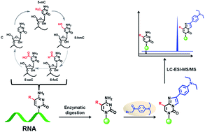 Graphical abstract: Formation and determination of the oxidation products of 5-methylcytosine in RNA