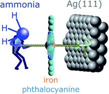 Graphical abstract: Direct quantitative identification of the “surface trans-effect”