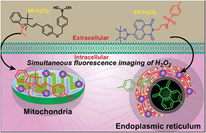 Graphical abstract: Simultaneous fluorescence imaging of hydrogen peroxide in mitochondria and endoplasmic reticulum during apoptosis
